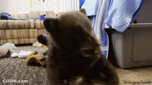 Bear Cub Playing With Stuffed Animal GIF
