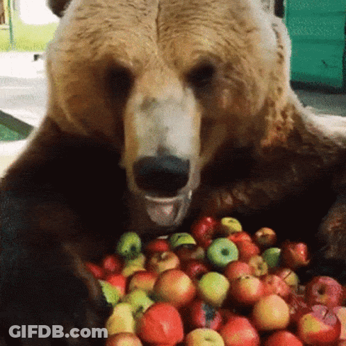 Bear Eating Apples From Pile GIF
