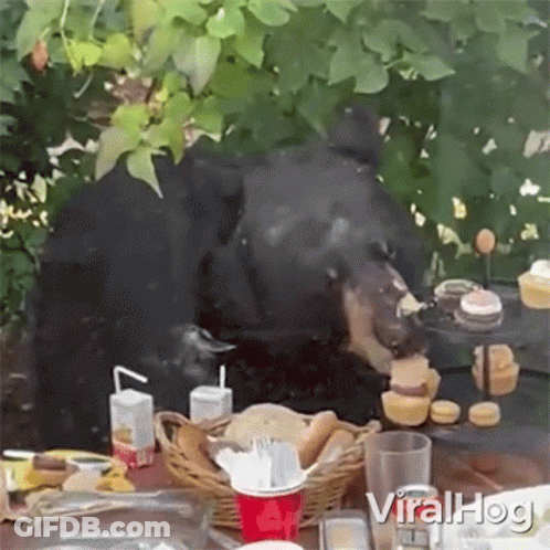 Bear Eating Cupcakes And Drinking Orange Juice GIF