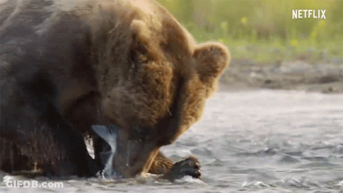 Bear Eating Fish With Netflix Logo GIF