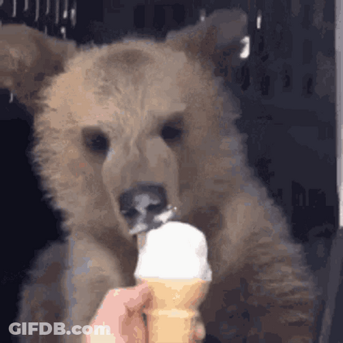 Bear Eating Ice Cream GIF