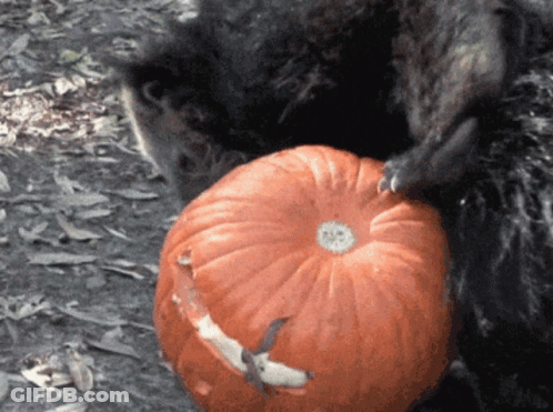 Bear Eating Pumpkin With Hole GIF