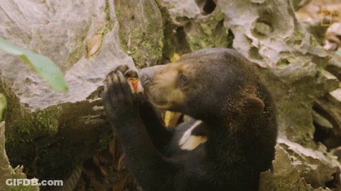 Bear Eating Strawberry From Rock GIF