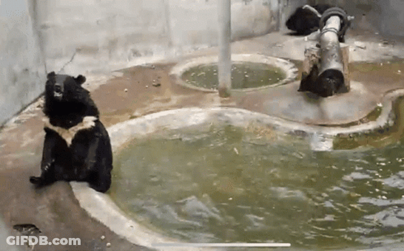 Bear Fell Into The Water GIF