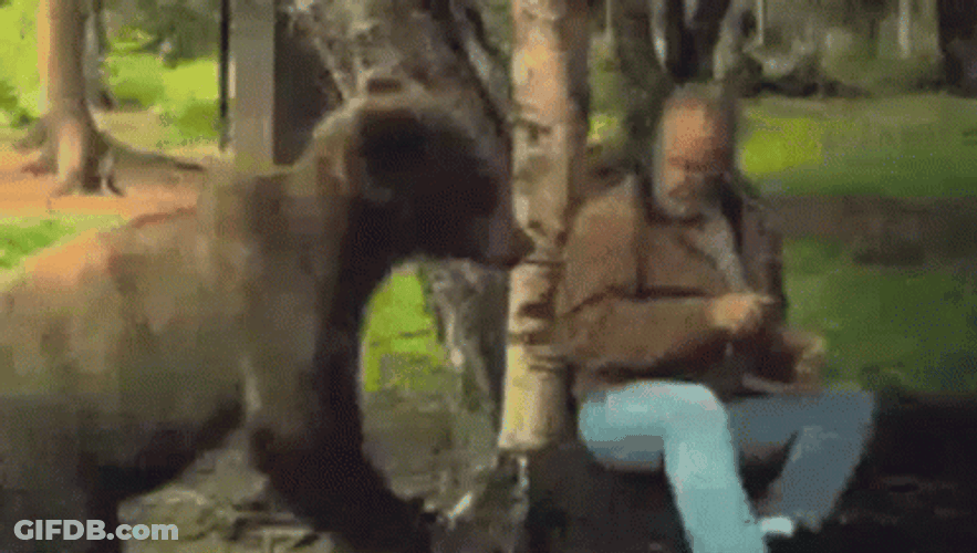 Bear Grabbing Man Hand GIF