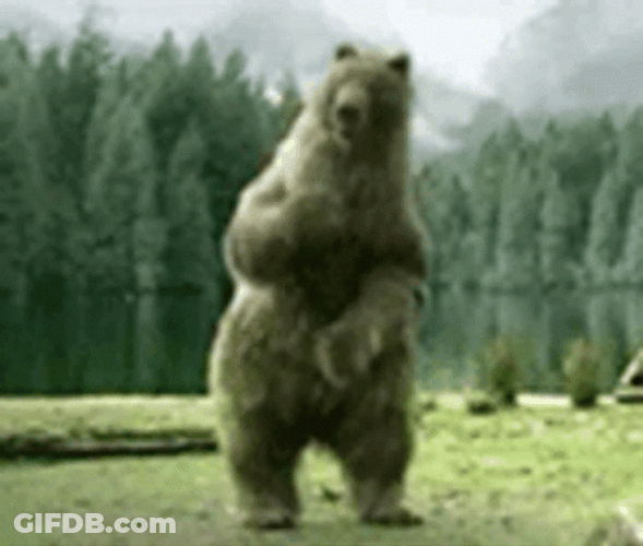 Bear Happily Dancing GIF