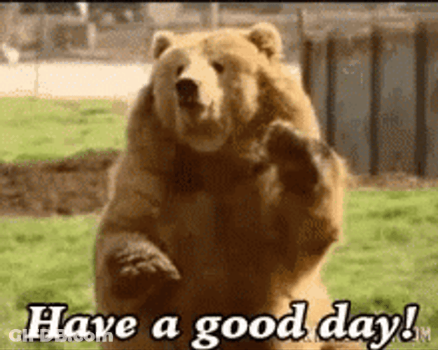 Bear Hello Hope You're Having A Good Day GIF