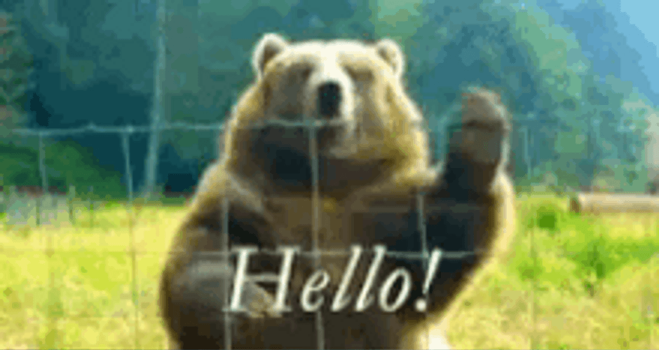 Bear Hello Waving Hi GIF