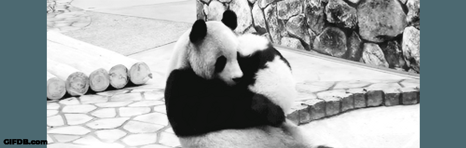 Bear Hug Panda Mom Baby GIF