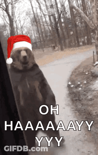 Bear In Santa Hat Saying Oh Haaaaay Yyy GIF