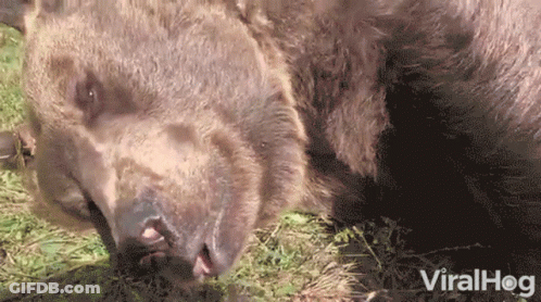 Bear Laying In Grass Viralhog GIF