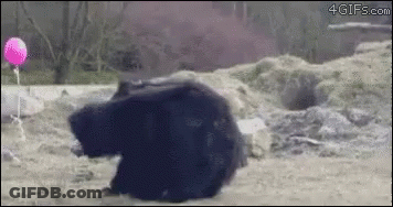 Bear Laying On Ground With Pink Balloon GIF