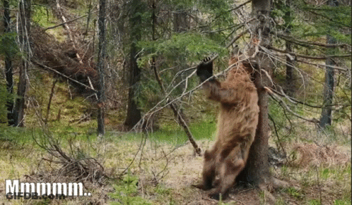 Bear Leaning Against Tree Saying Mmmmm GIF