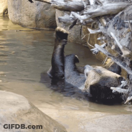 Bear Lying In The Water GIF