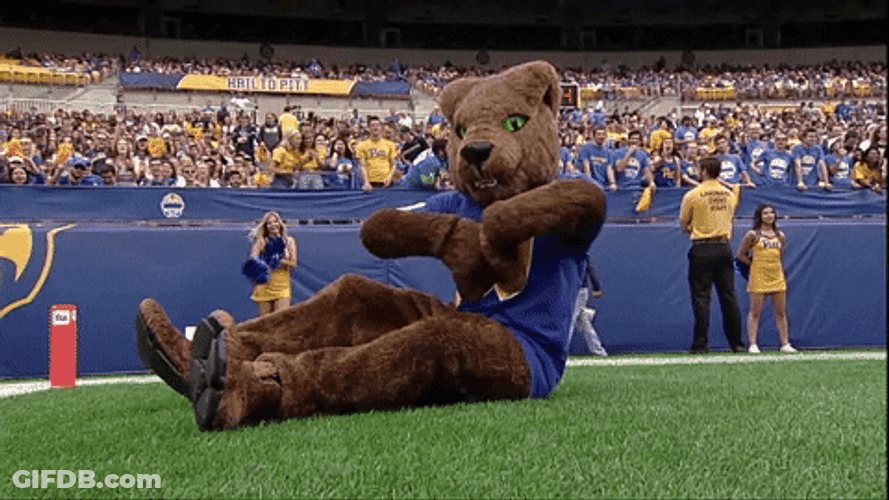 Bear Mascot Hawaii Football GIF