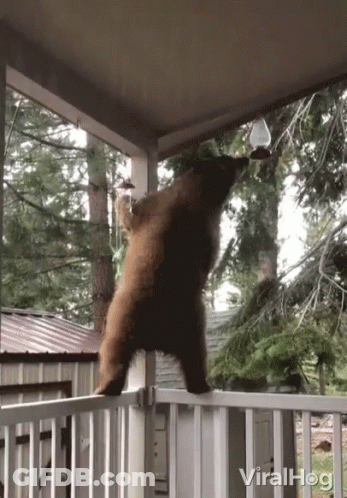 Bear On Porch Looking At Bird Feeder GIF