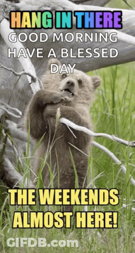 Bear On Tree Branch Hang In There Good Morning Blessed Day Weekend Almost Here GIF