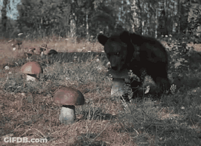 Bear Picking Mushroom GIF