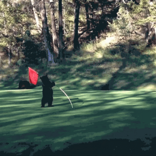 Bear Playing Flagstick In Golf Course GIF