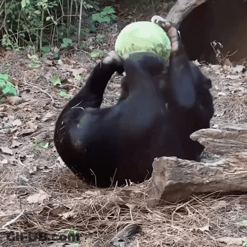Bear Playing Watermelon GIF