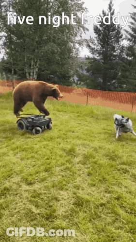 Bear Riding Wheelchair While Dog Looks On GIF