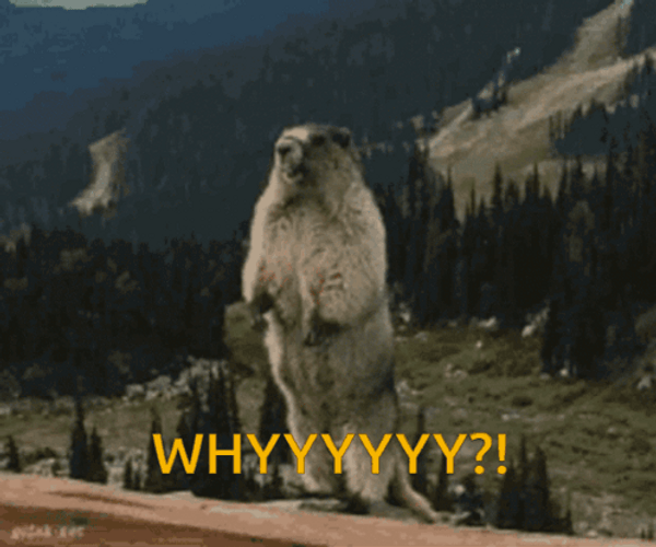Bear Roaring Whyyy GIF