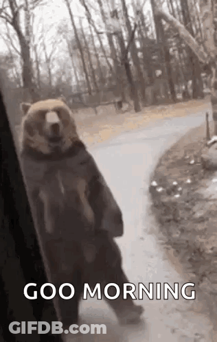 Bear Saying Good Morning GIF
