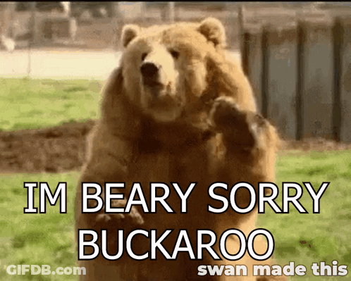 Bear Saying I'm Beary Sorry Buckaroo On Hind Legs GIF