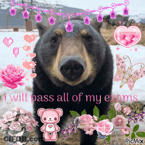 Bear Saying I Will Pass All Of My Exams GIF