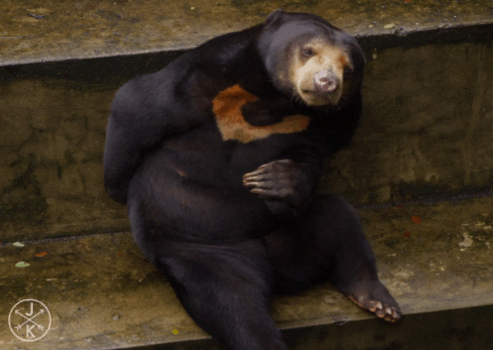 Bear Scratching His Back GIF