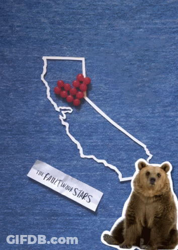 Bear Sitting Next To The Fault In Our Stars Tag GIF