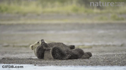 Bear Sitting On Ground With Nature Picture Library GIF