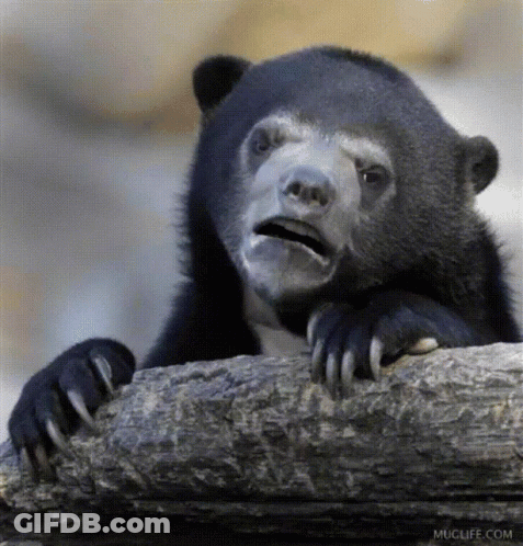Bear Sitting On Rock With Mouth Open Muclife.com Logo GIF