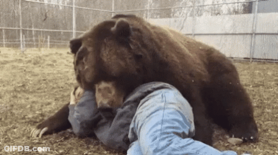 Bear Sleeping With A Man GIF