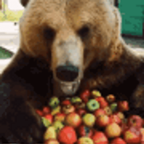 Bear Sniffing The Apples GIF