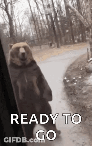 Bear Standing Before Window GIF