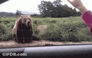 Bear Standing Behind Fence Being Fed GIF