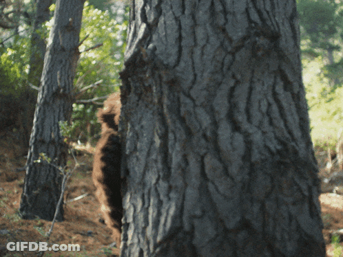 Bear Standing Behind Tree Trunk GIF