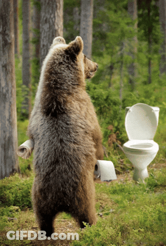 Bear Standing Beside Toilet And Toilet Paper GIF