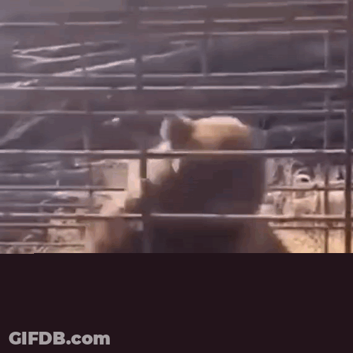 Bear Standing In Cage GIF