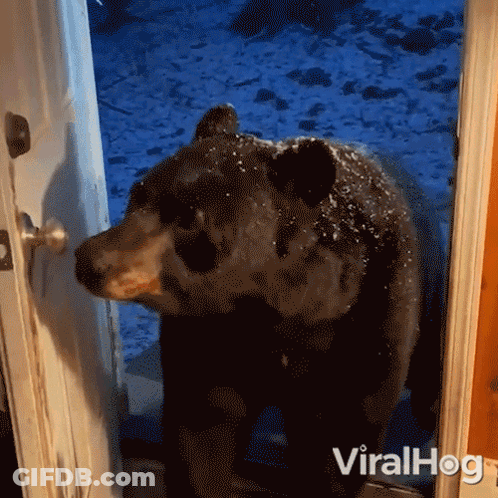 Bear Standing In Doorway With Viralhog GIF