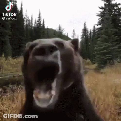 Bear Standing In Field Mouth Open Looking At Camera GIF