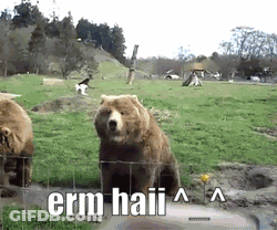 Bear Standing In Field Saying Erm Haii GIF
