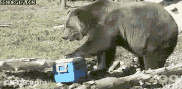 Bear Standing Next To Blue Cooler Saying Senogif GIF