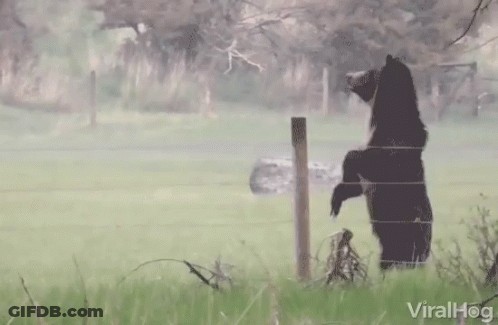 Bear Standing On Hind Legs By Barbed Wire Fence Viralhog GIF