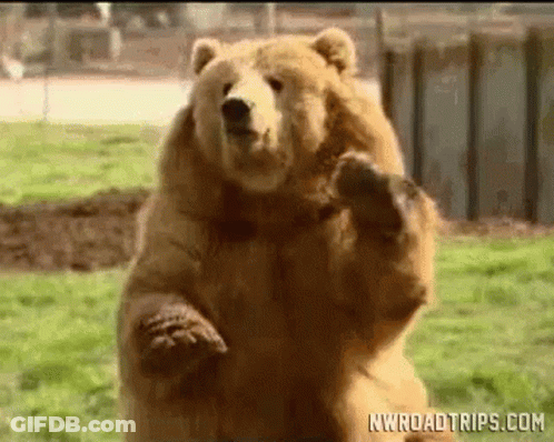 Bear Standing On Hind Legs GIF