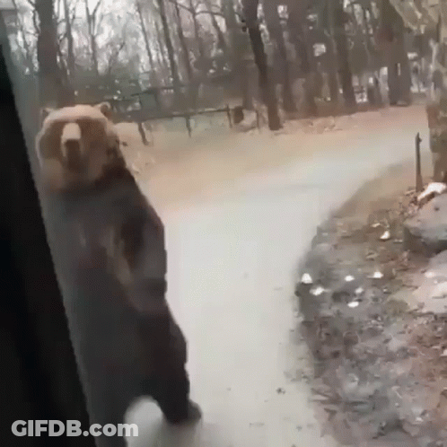 Bear Standing On Hind Legs Looking Out Window GIF