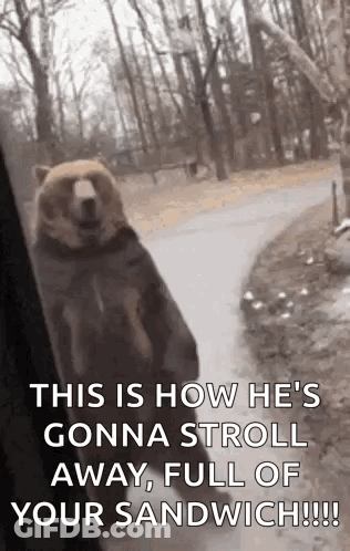 Bear Standing On Hind Legs Looking Out Window GIF