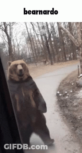 Bear Standing On Hind Legs Next To Bearnardo Sign GIF