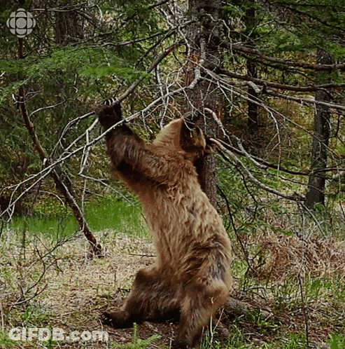 Bear Standing Reaching For Branch GIF